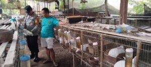 Polsek Kepung Dorong Pengembangan Peternakan Kelinci untuk Ketahanan Pangan