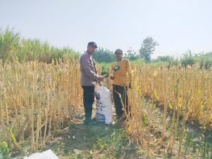 Bhabinkamtibmas Polsek Semen Dampingi Petani, Panen Jagung Jadi Penguat Ketahanan Pangan
